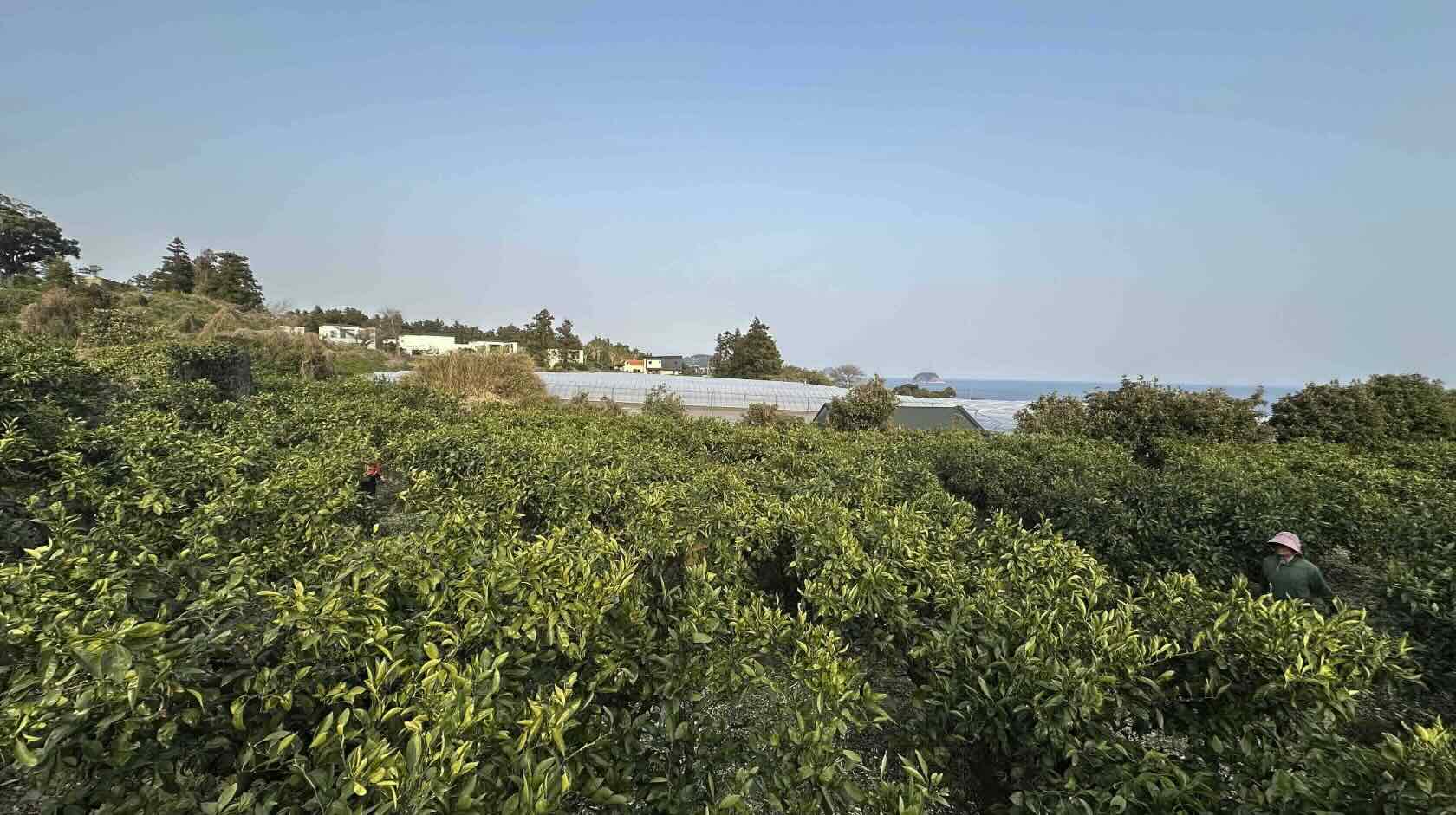 밭간제주농장의 감귤 나무 전경