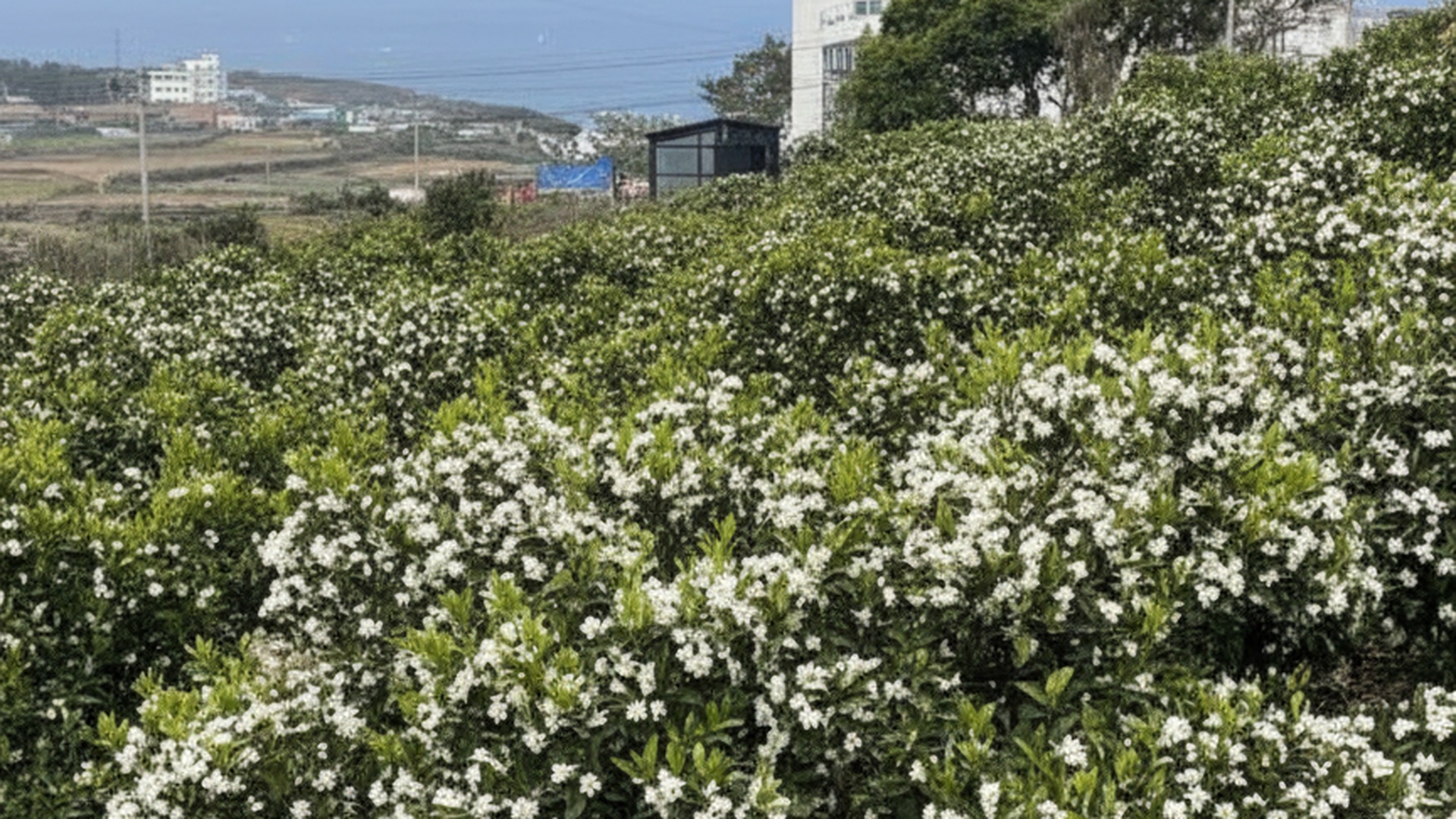 하얗게 피어난 감귤꽃