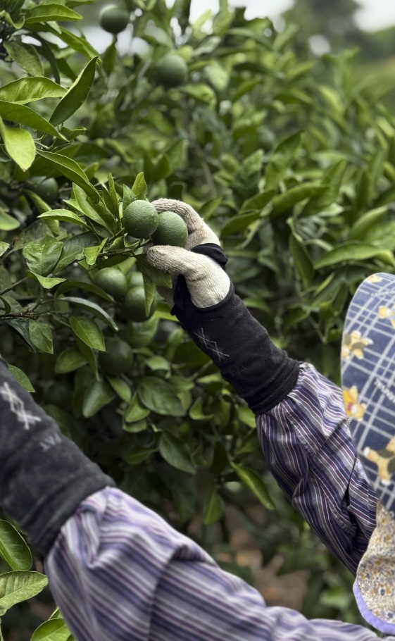 여름 햇살 아래 자라는 어린 감귤